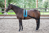 Harry's Horse Longeerband Elastisch