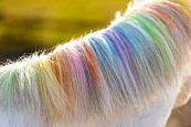 Lucky Horse Unicorn Regenboog Kleurkrijt